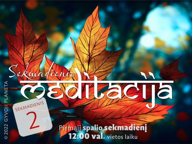 N. Gabija Wolmer. Sekmadienio MEDITACIJA. 2022-10-2